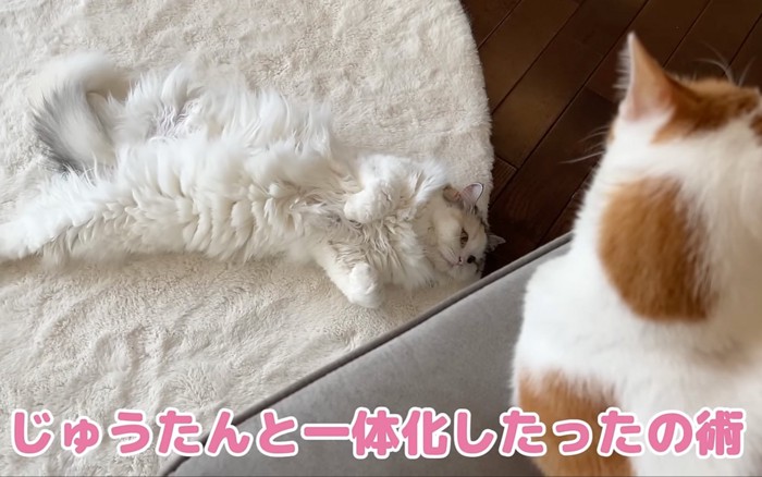 一体化する猫