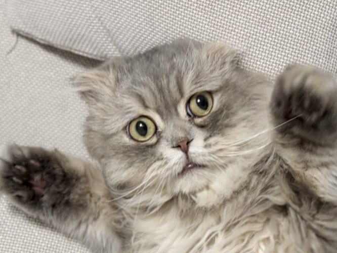 ソファのすき間に仰向けではさまった猫のアップ