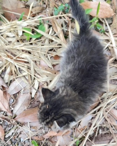 草むらの子猫