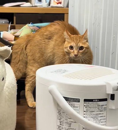 立ち止まる猫
