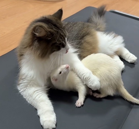 猫の脇に入り込むフェレット