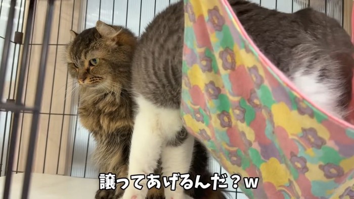 ハンモックを降りる猫と横で待つ猫