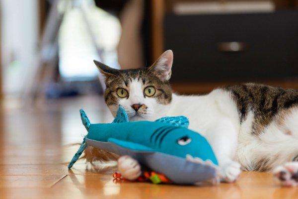 けりぐるみを持ってカメラ目線の猫