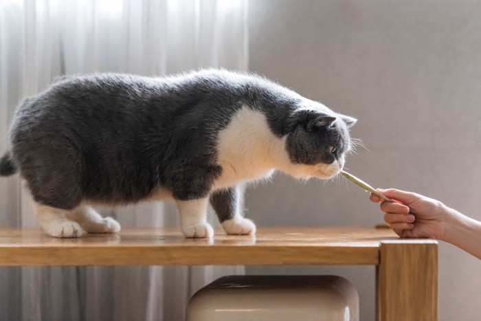 食べ物の匂いを嗅ぐ猫