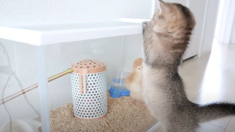 水槽をのぞく子猫