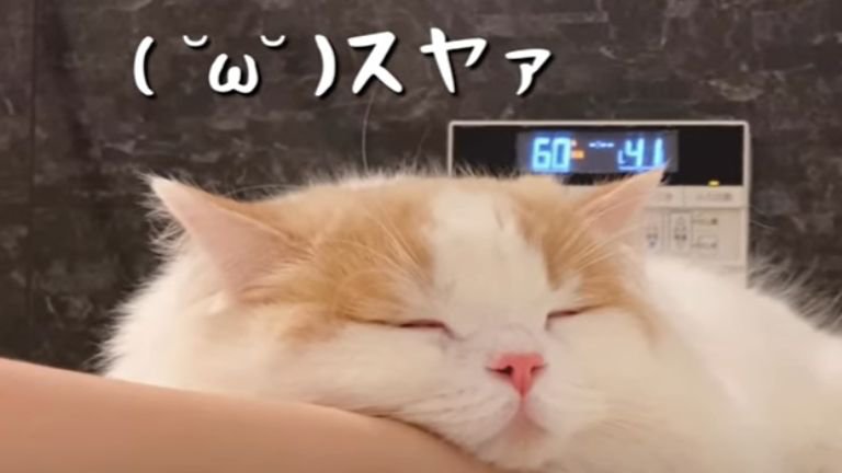 お風呂場で眠っている猫