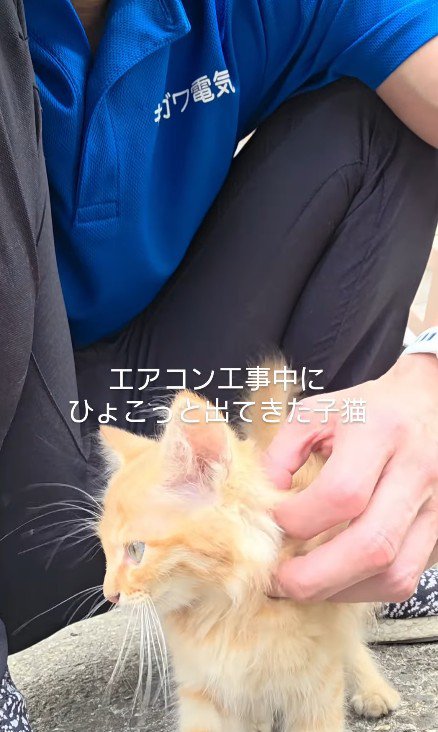 なでられる子猫
