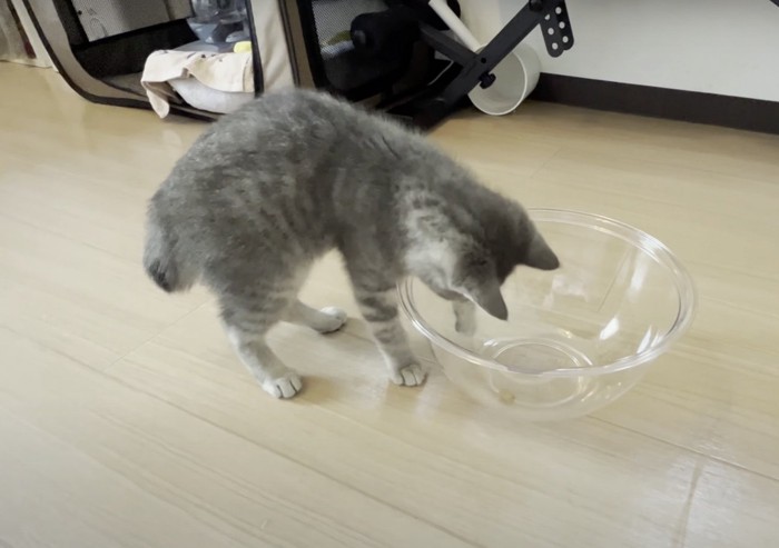 エサを出そうとする猫