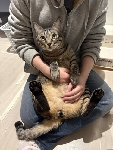 抱っこされている猫