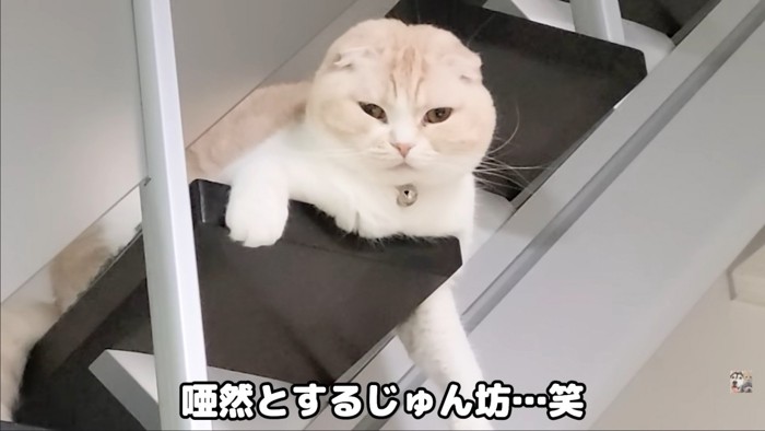 階段から見てる猫