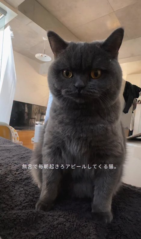 ベッドの上でお座りをしている猫(正面)