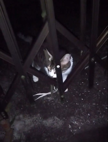 外に向かって鳴く猫