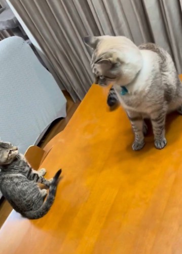 しっぽを触られて子猫から距離を取る先住猫