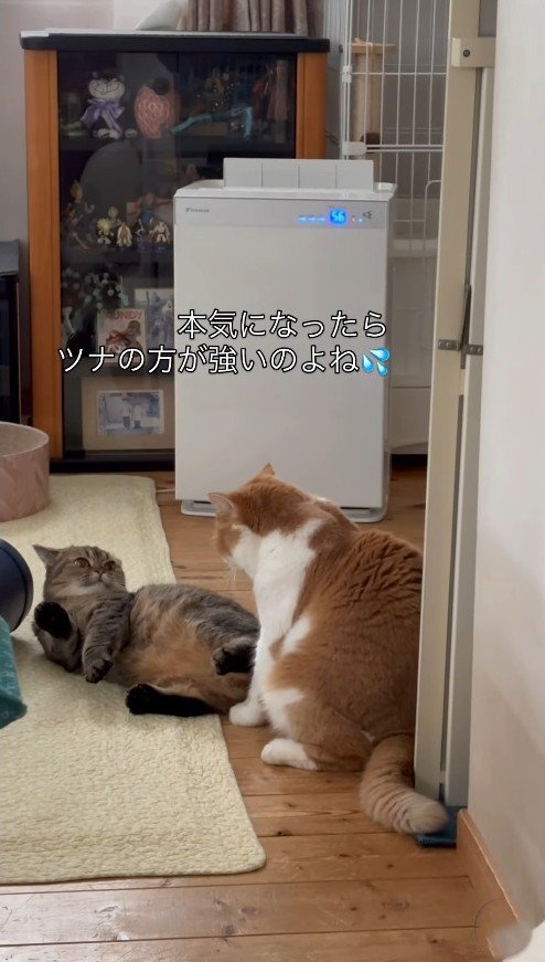 喧嘩中の2匹の猫