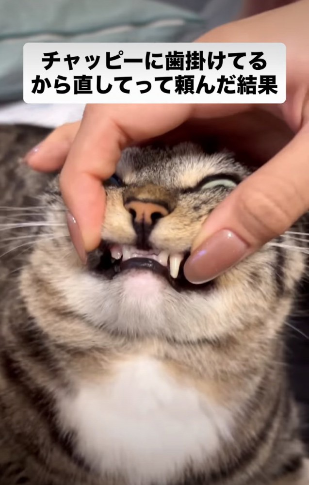 猫の歯