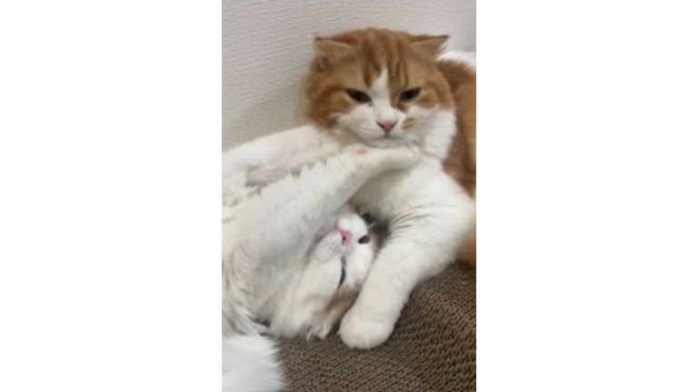 室内にいる猫