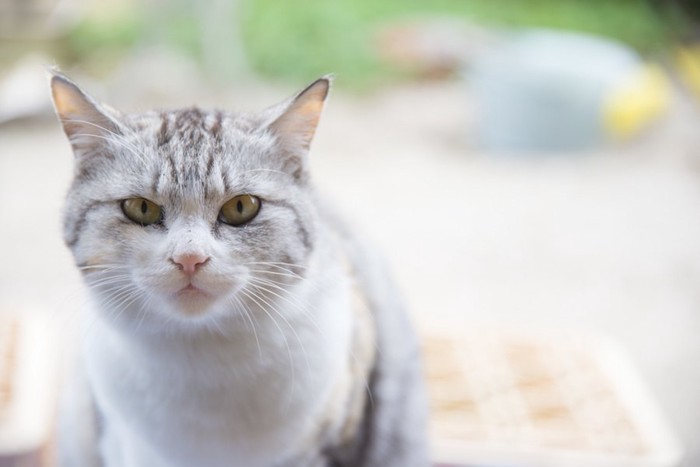 こちらを見つめる猫