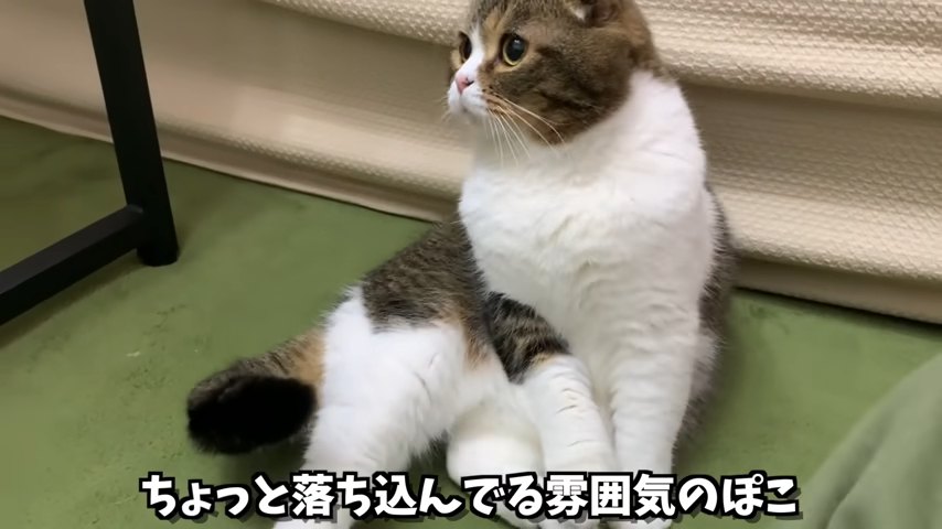 横座りする猫