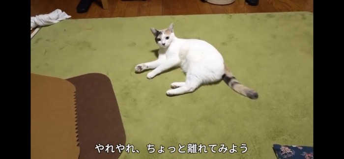 寛ぐ猫