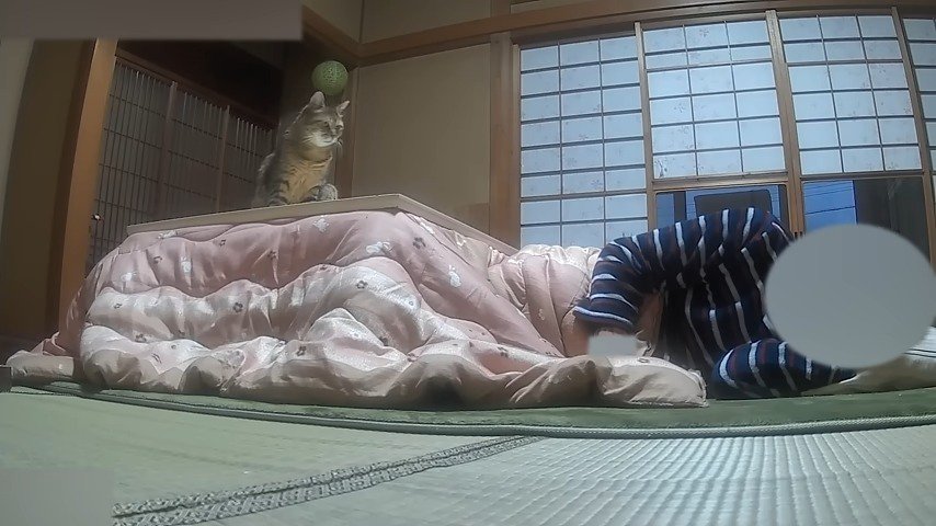 コタツで寝るパパ 上に猫