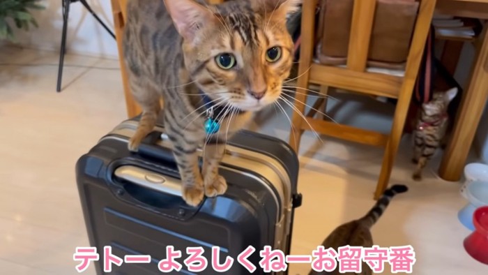 スーツケースに乗る猫