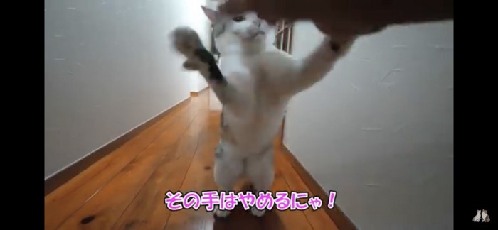 飛びかかる猫