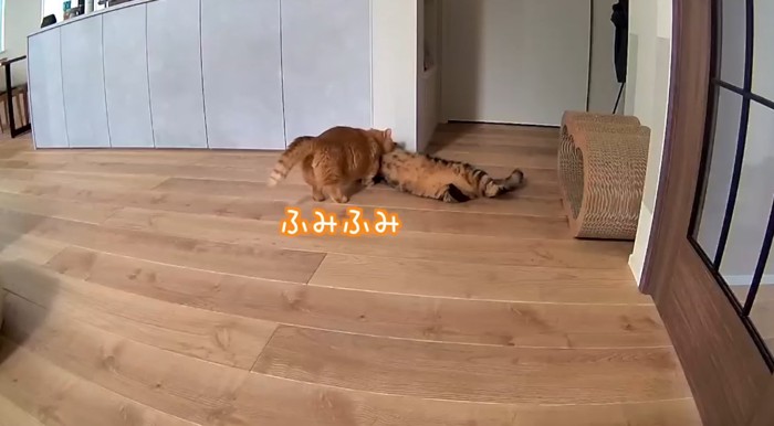 ふみふみ