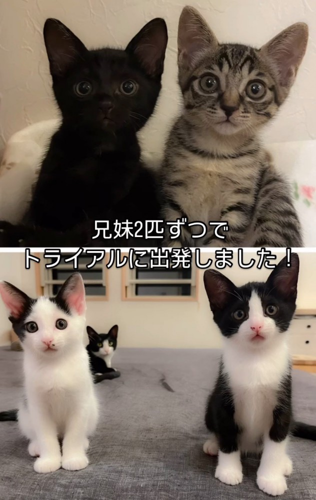 並ぶ4匹の子猫