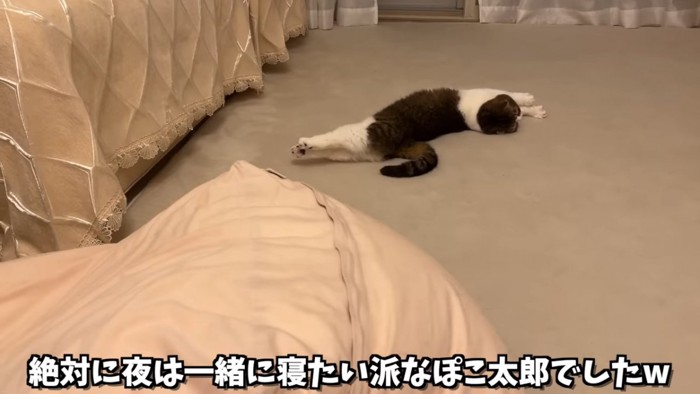 伸びてる猫