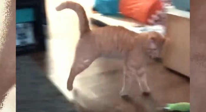 床の上に立つ猫