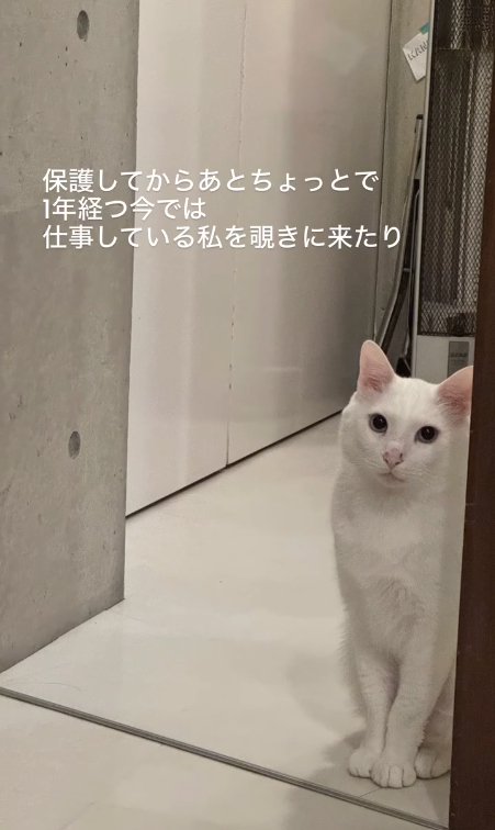 隅っこでお座りをしてカメラを見つめる猫