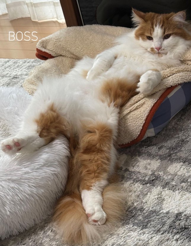 ベッドの上でうとうとしている猫