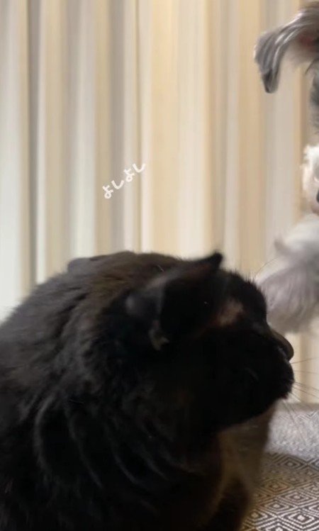 猫をなでる犬