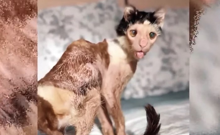 痩せこけた猫