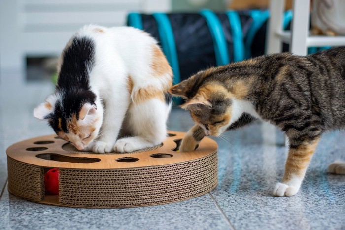もぐら叩き風の猫のおもちゃ