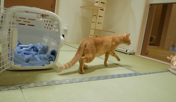 そ〜っと歩く猫さん