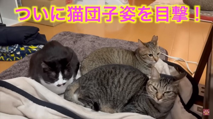 猫団子