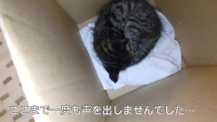 箱の中の子猫