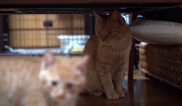 アップの子猫と背後にいる成猫