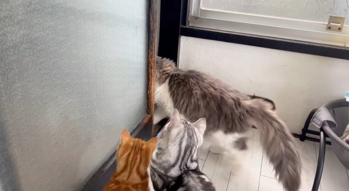 飛び出す猫