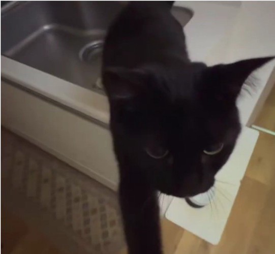 人に手を伸ばす猫