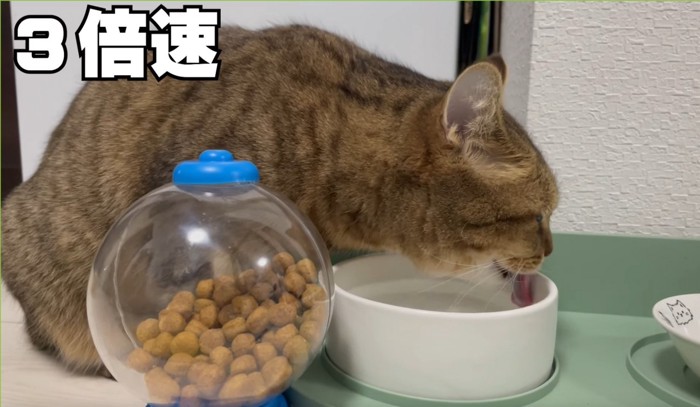 水を飲む猫