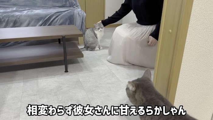 甘える猫