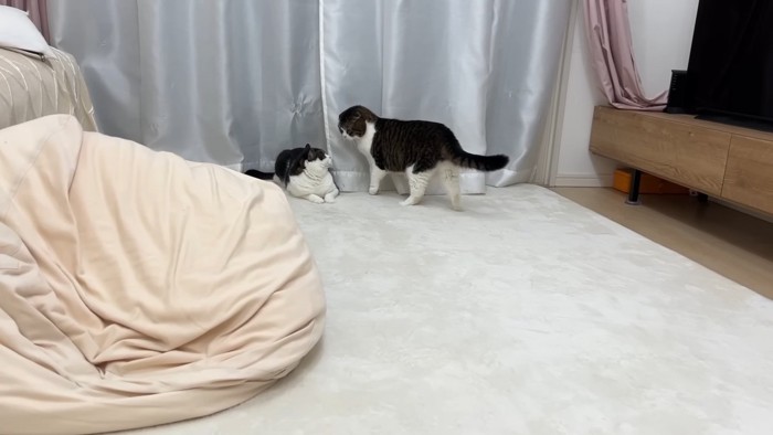 座る猫と立っている猫