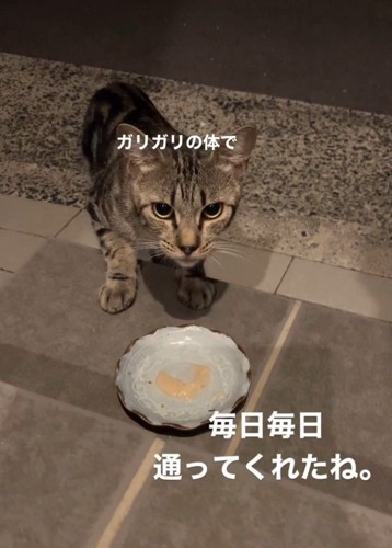 お皿に近づく猫