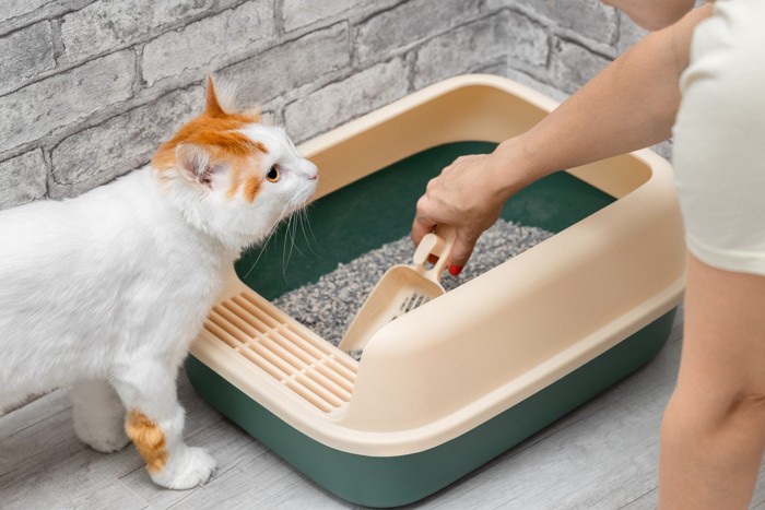 トイレ掃除を待つ猫