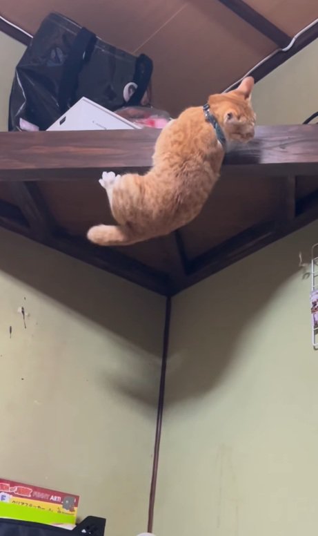 登ろうとする猫