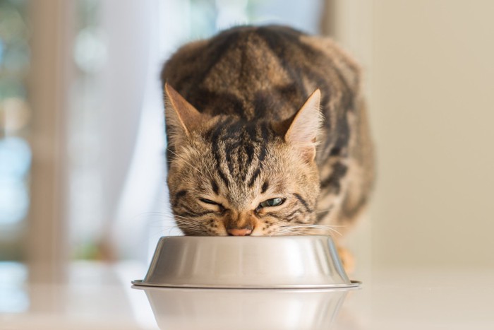 やけ食いする風の猫