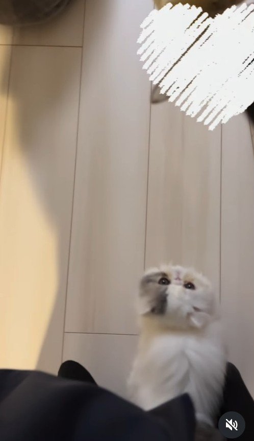 足にすり寄る子猫