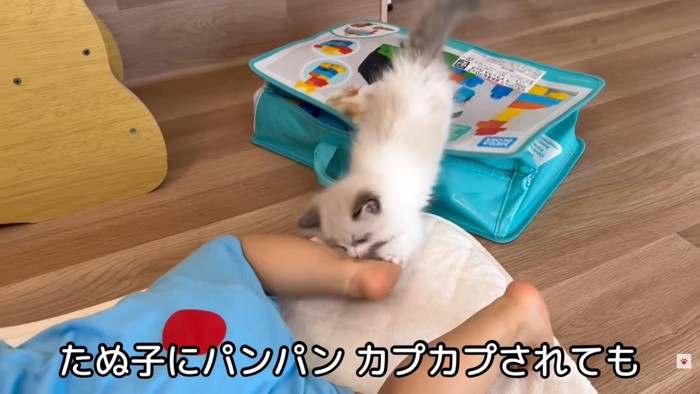 テロップ「たぬ子にパンパン~」